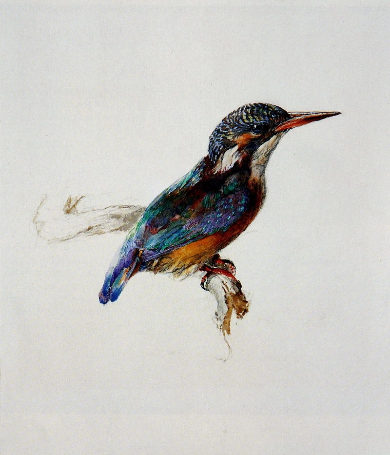 Martin pescatore, ~ 1870 - 1871